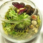 DIY Terrarium Gift DIY Terrarium Gift