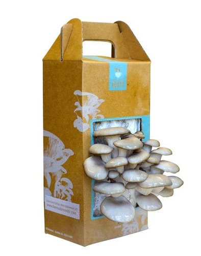Mushroom Kit - Yields up to 1 1/2 lbs in 10 Days