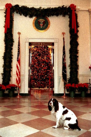 Springer Spaniel Millie looks regal posed before festive decor in the White House's East Wing.
Source: The White House Historical Association
Springer Spaniel Millie looks regal posed before festive decor in the White House's East Wing.
Source: The White House Historical Association