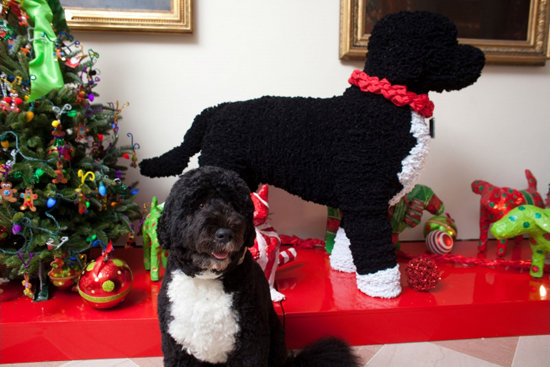 Bo Obama poses in front of a holiday decoration, made from 40,000 pipe cleaners, created in his honor.
Source: The White House
Bo Obama poses in front of a holiday decoration, made from 40,000 pipe cleaners, created in his honor.
Source: The White House