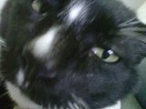 Sylvester