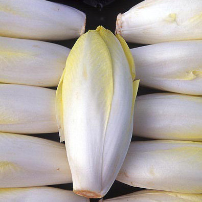 Belgian Endive