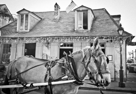 Mule at Lafitte's Bar