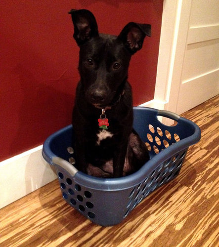 Clean Doggie?
