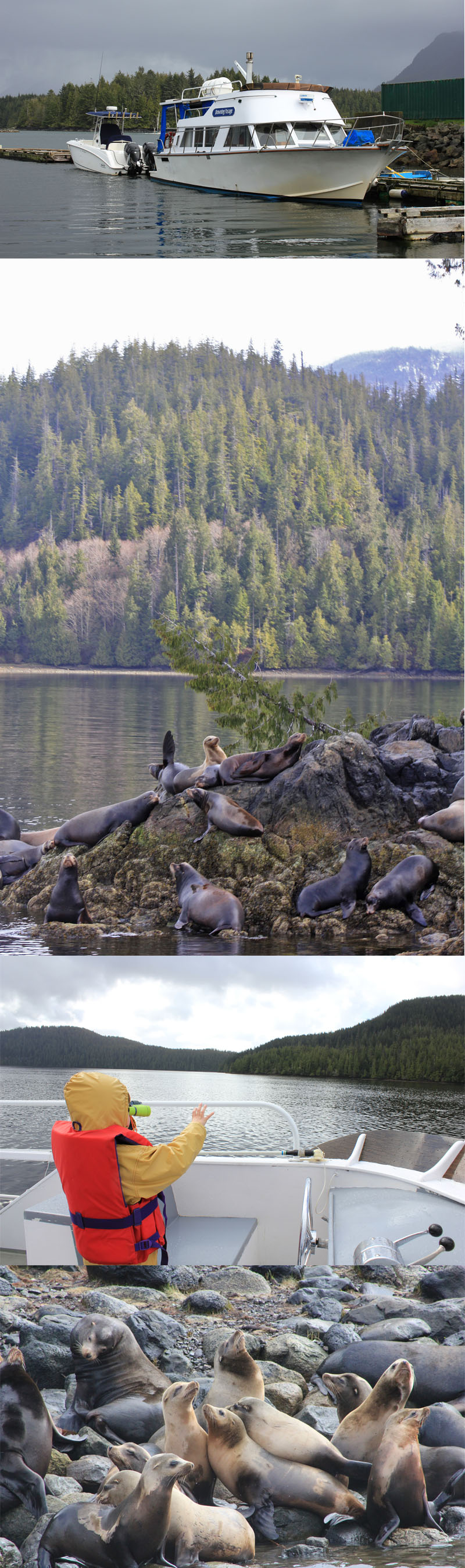 Cruising for Wildlife in Tofino - Browning Pass Charters