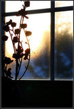 Flowers by the window