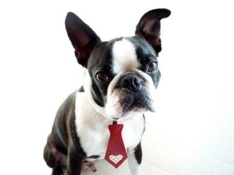 For hipster dogs who like to hit the dog park in style, this leather and vintage fabric tie also goes well with skinny jeans and vests.
For hipster dogs who like to hit the dog park in style, this leather and vintage fabric tie also goes well with skinny jeans and vests.