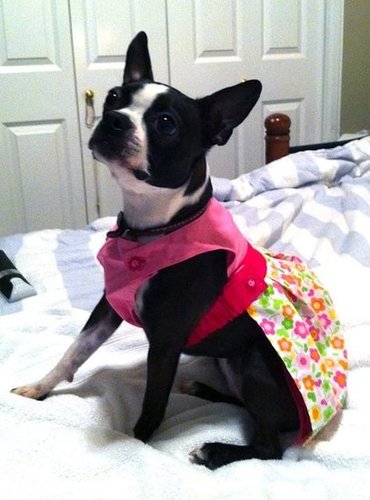 Boston Terrier