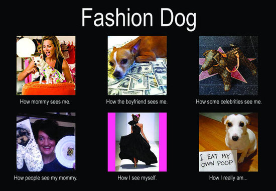 Fashion Dog