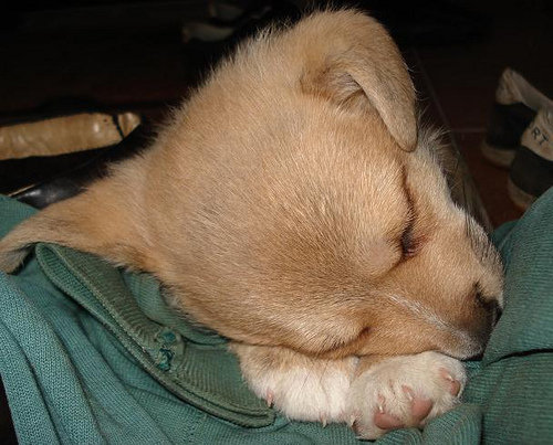 Hope this slideshow isn't a snooze!
Source: Flickr user Dorocia
Hope this slideshow isn't a snooze!
Source: Flickr user Dorocia
