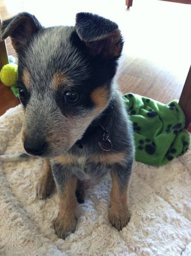 Every pup deserves a pensive moment during playtime.
Source: Flickr user netfledge
Every pup deserves a pensive moment during playtime.
Source: Flickr user netfledge