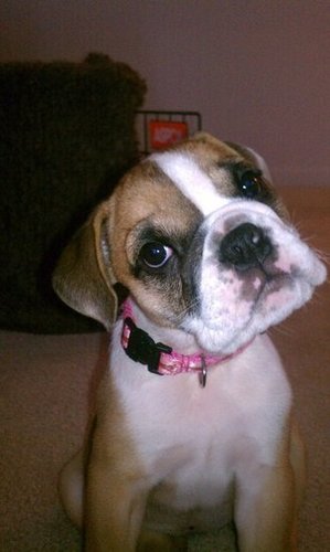 Can you repeat that?
Source: Flickr user OtterBox
Can you repeat that?
Source: Flickr user OtterBox