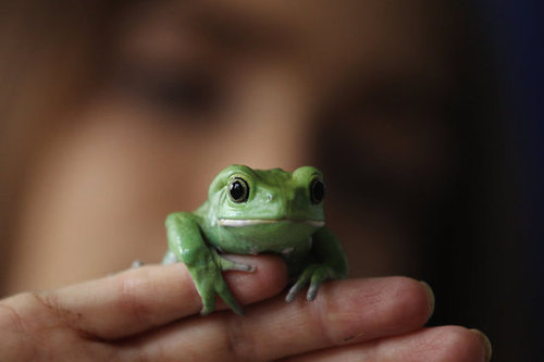 Toad-ally chillin'.
Toad-ally chillin'.