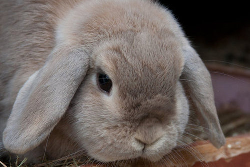 Lop ears could give Eeyore a run for his money.
Source: Flickr user captainsubtle
Lop ears could give Eeyore a run for his money.
Source: Flickr user captainsubtle