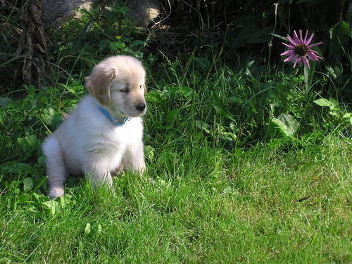Feeling the hay fever blues.
Source: Flickr user normanack
Feeling the hay fever blues.
Source: Flickr user normanack