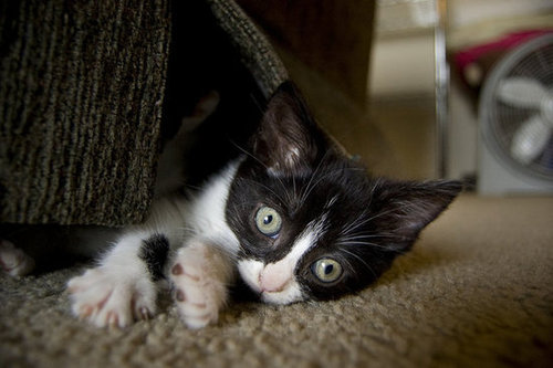 I am the Creature That Lives Under the Couch!
Source: Flickr user trieu88
I am the Creature That Lives Under the Couch!
Source: Flickr user trieu88
