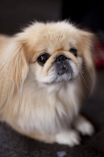 I swear, I'm not turning up my nose at you!
Source: Flickr user yummyporky
I swear, I'm not turning up my nose at you!
Source: Flickr user yummyporky