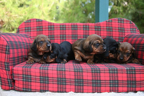 These pups are simply mad for plaid.
Source: Flickr user auteur
These pups are simply mad for plaid.
Source: Flickr user auteur