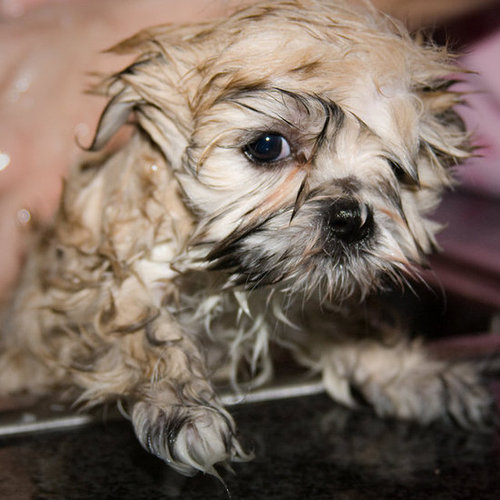 No one said being cute was easy!
Source: Flickr user wsilver
No one said being cute was easy!
Source: Flickr user wsilver