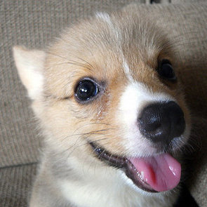 Pictures of Really Cute Animals