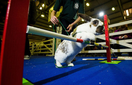 Having a hopping good time.
Having a hopping good time.