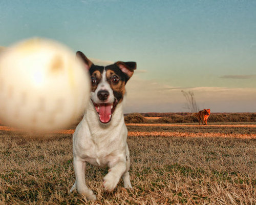 Play Impromptu Doggie Sports Play Impromptu Doggie Sports