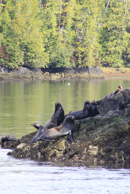 Sea Lions, Tofino, BC