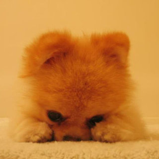Boo's Puppy Pictures