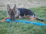 Zoey likes the Chuck it better than the ball! 
