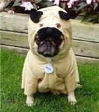 A Pug in a Pug