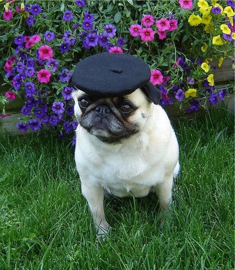 A Pug In Paris