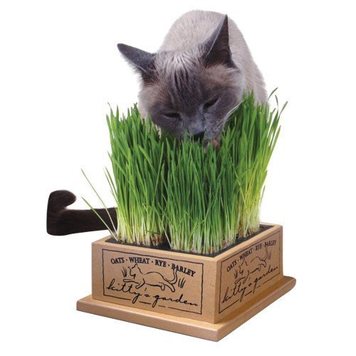 Earth Day Ideas For Pet Owners and Animal Lovers