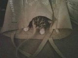 The cat is out of the bag!