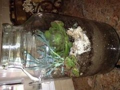 Succulent Terrarium