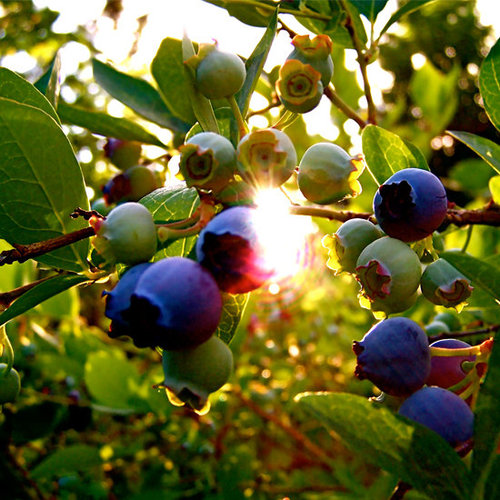 Blueberries Blueberries