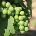 Grapeseed Oil