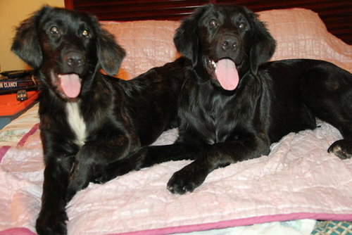I love my Labs Drake and Angie
