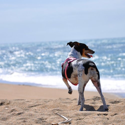 Dangers to Dogs in Summer