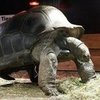 Creature Features: Turtles, Terrapins, or Tortoises?