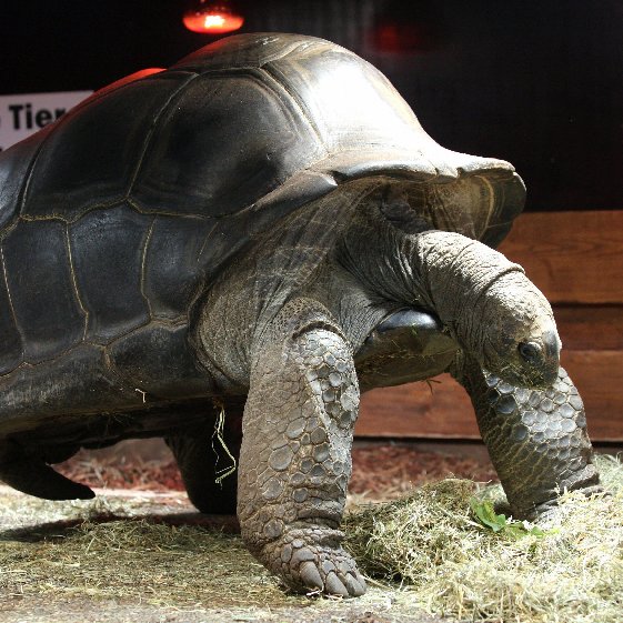 Creature Features: Turtles, Terrapins, or Tortoises? Creature Features: Turtles, Terrapins, or Tortoises?