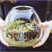 Build Your Own Terrarium