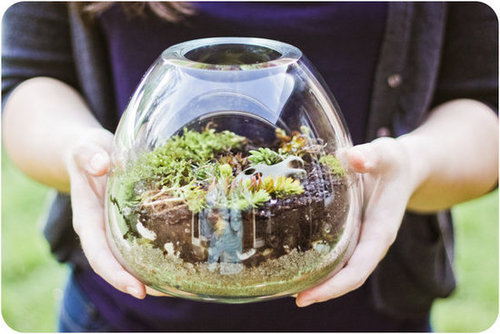 Build Your Own Terrarium Build Your Own Terrarium