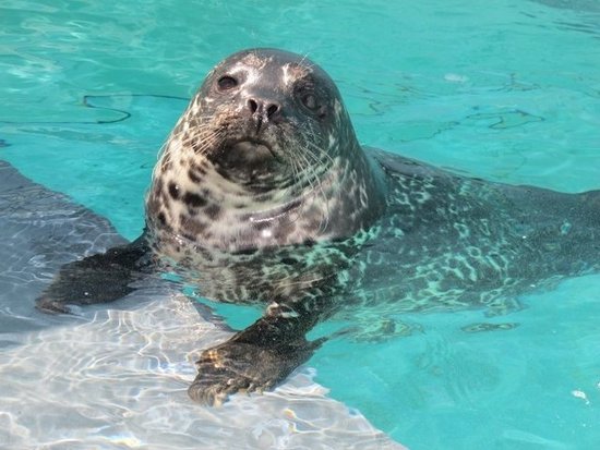 Aquarium of the Pacific: Long Beach, CA