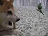 It's a Toss Up: Dog (Sort of) Shares Rawhide with Bird 