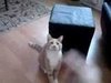 Can Your Cats Catch?!