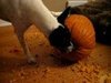 Dog Versus Pumpkin Video: Phoebe's Sneak Attack Tactic