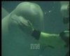 Super-Cute Video: Baby Belugas Blowing Bubbles