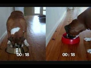 Pampered Pals: DogPause Bowl