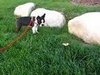 Do Tell: What Is Your Pet's Zaniest Fear?