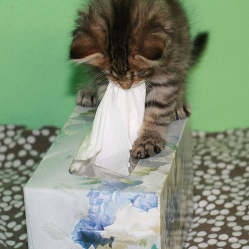 We have a tissue issue on our hands!
Source: Flickr user prettyinprint
We have a tissue issue on our hands!
Source: Flickr user prettyinprint